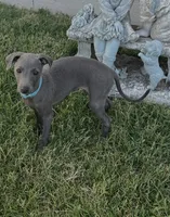 Ace, a male Italian Greyhound for sale in Hereford, TX – 1 of 7