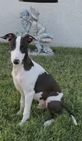 Male 5 Rufus, a male Italian Greyhound for sale in Hereford, TX – 8 of 10