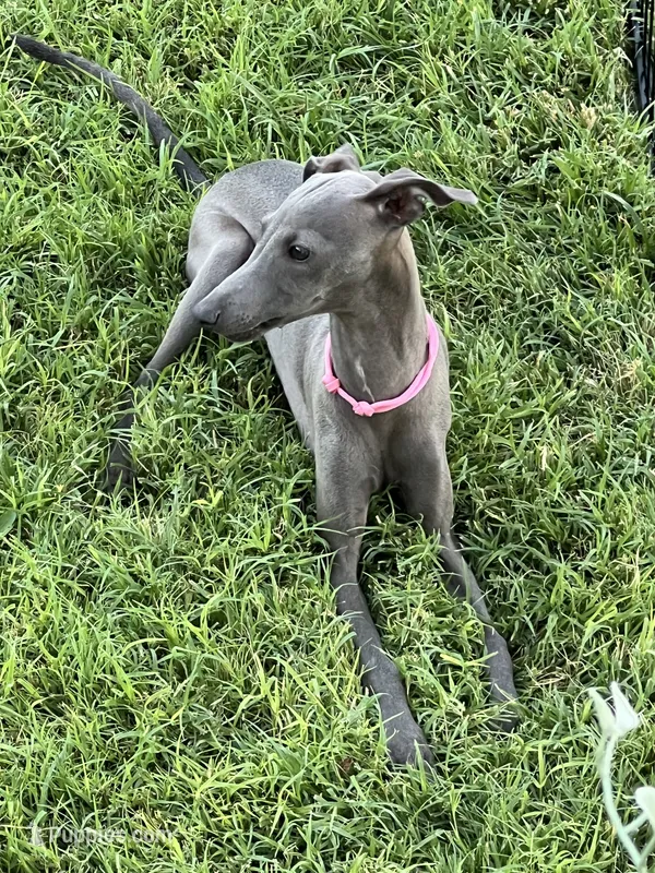 Austin – Italian Greyhound puppy for sale in Hereford, TX