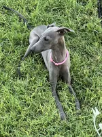 Austin, a male Italian Greyhound for sale in Hereford, TX – 1 of 10