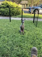 Usher, a male Italian Greyhound for sale in Hereford, TX – 4 of 9