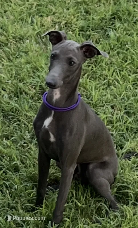 Charlie – Italian Greyhound puppy for sale in Hereford, TX