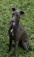 Charlie, a male Italian Greyhound for sale in Hereford, TX – 1 of 10