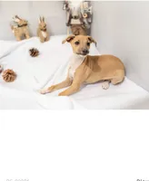 Lila, a female Italian Greyhound for sale in Hereford, TX – Photo 2 of 4