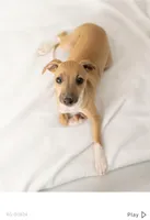 Lila, a female Italian Greyhound for sale in Hereford, TX – Photo 1 of 4