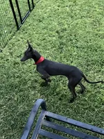 Vicente, a male Italian Greyhound for sale in Hereford, TX – 3 of 10