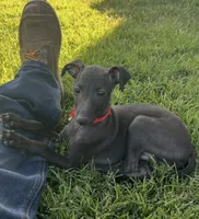 Apollo, a male Italian Greyhound for sale in Hereford, TX – 4 of 10