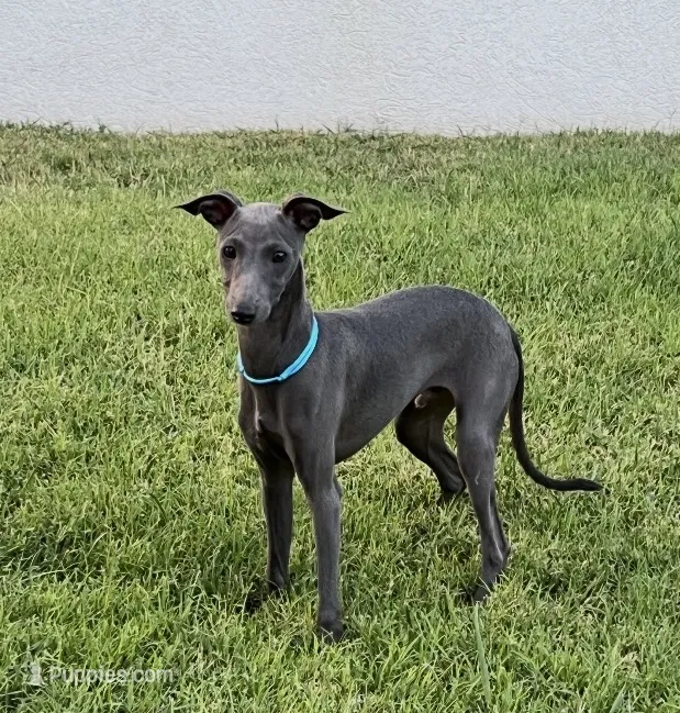 Ace – Italian Greyhound puppy for sale in Hereford, TX