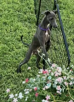 Charlie, a male Italian Greyhound for sale in Hereford, TX – 5 of 10