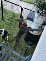Vicente, a male Italian Greyhound for sale in Hereford, TX – 7 of 10