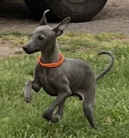 Axel, a male Italian Greyhound for sale in Hereford, TX – 3 of 10