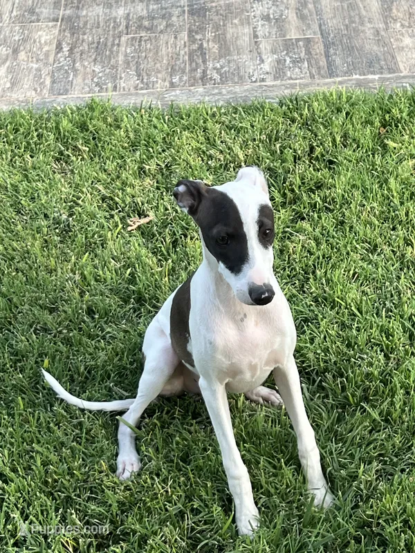 Male2 Jupiter – Italian Greyhound puppy for sale in Hereford, TX