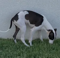 Male 5 Rufus, a male Italian Greyhound for sale in Hereford, TX – 2 of 10