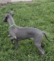 Usher, a male Italian Greyhound for sale in Hereford, TX – 2 of 6
