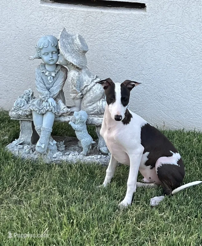Male 5 Rufus – Italian Greyhound puppy for sale in Hereford, TX