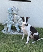 Male 5 Rufus, a male Italian Greyhound for sale in Hereford, TX – 1 of 10
