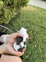 Cato, a male Italian Greyhound for sale in Hereford, TX – Photo 2 of 6