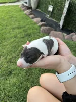 Cato, a male Italian Greyhound for sale in Hereford, TX – Photo 1 of 6