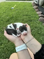 Cato, a male Italian Greyhound for sale in Hereford, TX – Photo 6 of 6