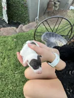 Cato, a male Italian Greyhound for sale in Hereford, TX – Photo 3 of 6