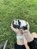 Cato, a male Italian Greyhound for sale in Hereford, TX – Photo 5 of 6