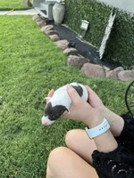 Cato, a male Italian Greyhound for sale in Hereford, TX – Photo 4 of 6