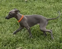 Axel, a male Italian Greyhound for sale in Hereford, TX – 6 of 10
