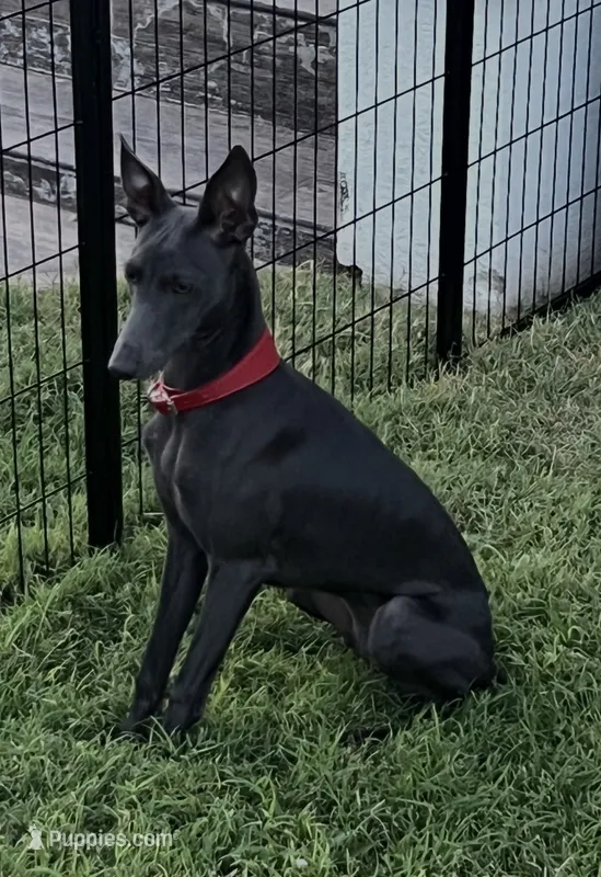 Vicente – Italian Greyhound puppy for sale in Hereford, TX