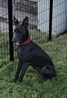 Vicente, a male Italian Greyhound for sale in Hereford, TX – 1 of 10
