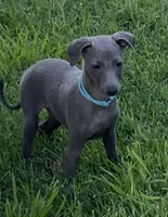Ace, a male Italian Greyhound for sale in Hereford, TX – 3 of 7