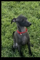 Apollo, a male Italian Greyhound for sale in Hereford, TX – 5 of 10