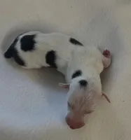 Male 3, a male Italian Greyhound for sale in Hereford, TX – Photo 4 of 7