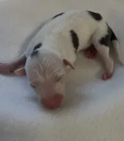 Male 3, a male Italian Greyhound for sale in Hereford, TX – Photo 6 of 7