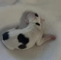 Male 3, a male Italian Greyhound for sale in Hereford, TX – Photo 3 of 7