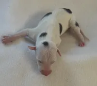 Male 3, a male Italian Greyhound for sale in Hereford, TX – Photo 1 of 7