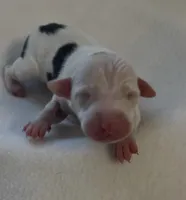 Male 3, a male Italian Greyhound for sale in Hereford, TX – Photo 2 of 7