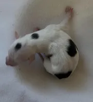 Male 3, a male Italian Greyhound for sale in Hereford, TX – Photo 5 of 7