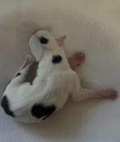 Male 3, a male Italian Greyhound for sale in Hereford, TX – Photo 7 of 7