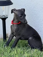 Apollo, a male Italian Greyhound for sale in Hereford, TX – 9 of 10
