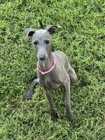 Austin, a male Italian Greyhound for sale in Hereford, TX – 3 of 10