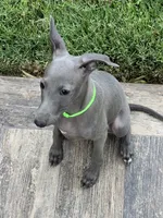 Usher, a male Italian Greyhound for sale in Hereford, TX – 5 of 6