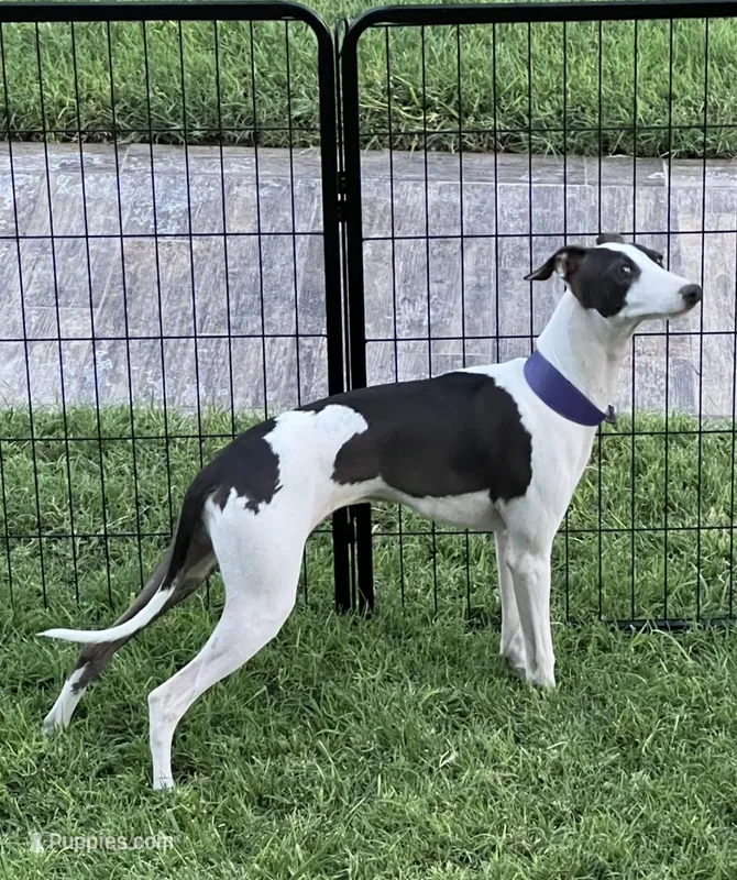 Male 5 Rufus – Italian Greyhound puppy for sale in Hereford, TX