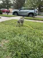 Usher, a male Italian Greyhound for sale in Hereford, TX – 6 of 6