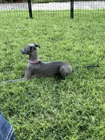 Austin, a male Italian Greyhound for sale in Hereford, TX – 6 of 10