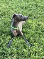 Usher, a male Italian Greyhound for sale in Hereford, TX – 2 of 9
