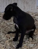 Sylvester, a male Italian Greyhound for sale in Hereford, TX – Photo 4 of 7