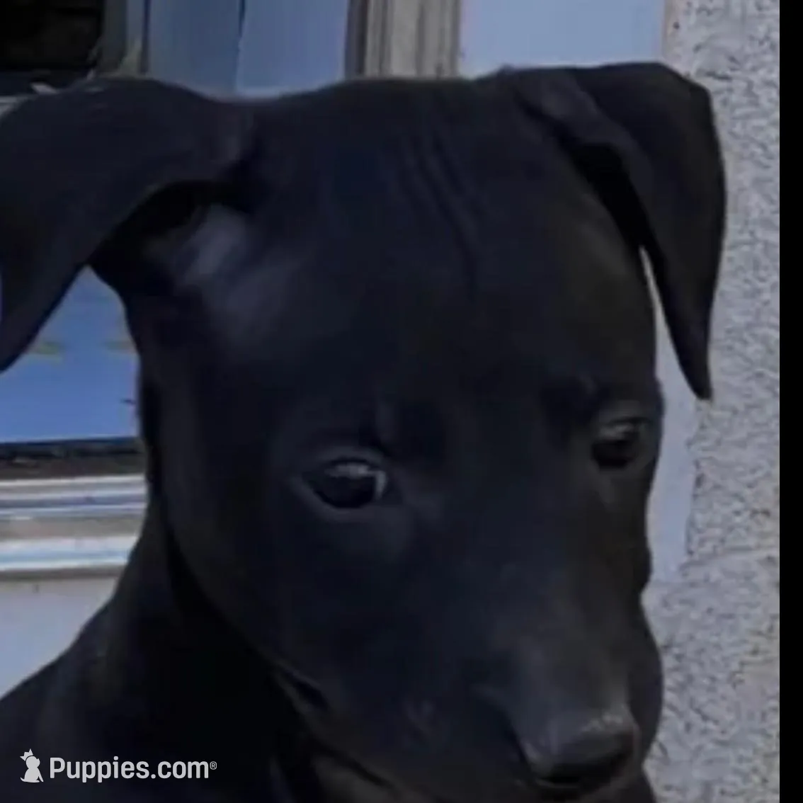 Sylvester, a male Italian Greyhound for sale in Hereford, TX – Photo 2 of 7