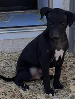 Sylvester, a male Italian Greyhound for sale in Hereford, TX – Photo 3 of 7