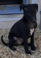 Sylvester, a male Italian Greyhound for sale in Hereford, TX – Photo 1 of 7