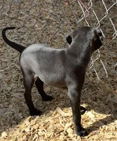 Sylvester, a male Italian Greyhound for sale in Hereford, TX – Photo 5 of 7